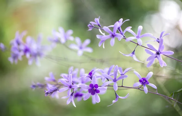 Macro, petals, inflorescence, Petrea