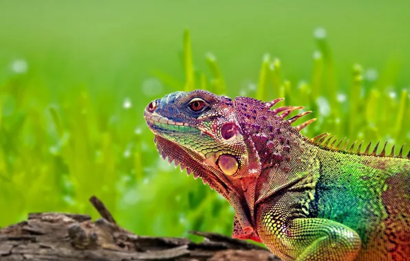 Picture lizard, Rainbow, iguana