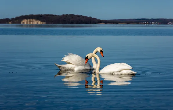 Mountains, nature, lake, Swan couple