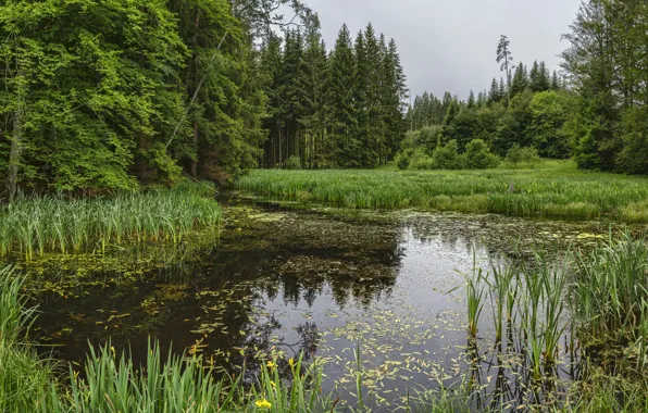 Picture forest, nature, lake