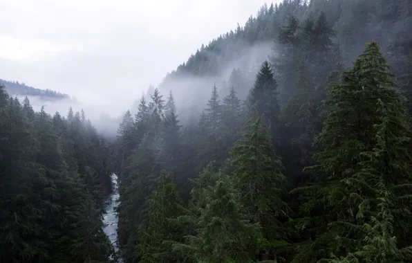 Picture forest, nature, fog