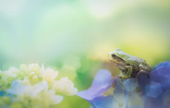 Picture macro, flowers, frog, bokeh, blurred background, hydrangea