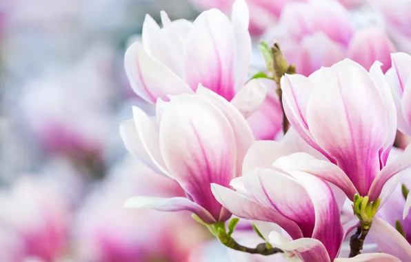 Flowers, spring, Magnolia