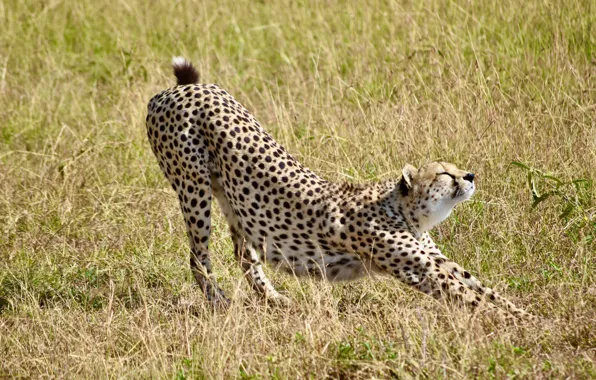 Picture grass, nature, predator, Cheetah, big cat, stretching