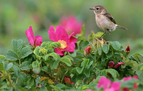 Picture Flowers, Bird, Leaves