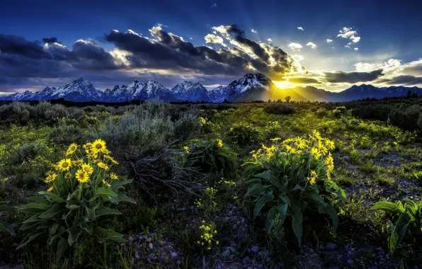 Picture flowers, sunrise, dawn, meadow, Wyoming, Wyoming, Grand Teton, Grand Teton National Park