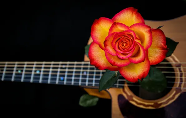 Picture rose, guitar, strings
