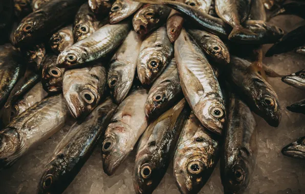 Fish, background, food