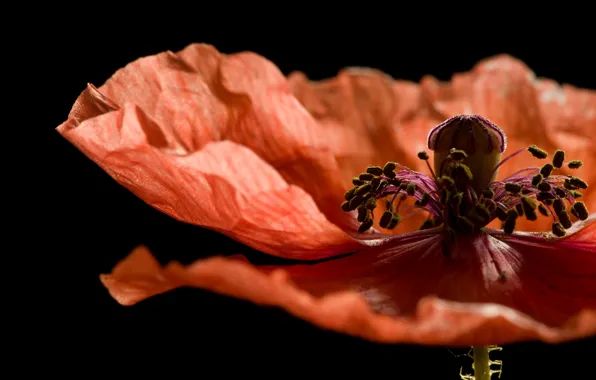 Flower, macro, red, Mac, petals, stamens, black background
