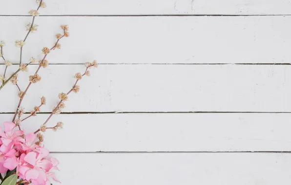 White, flowers, branches, background