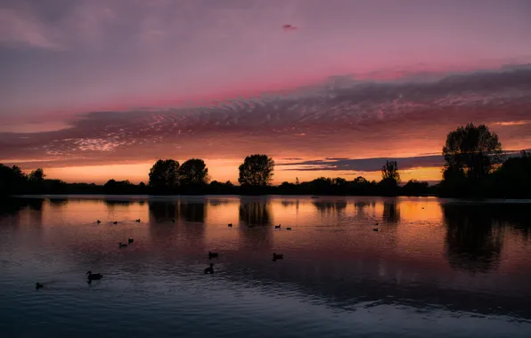 Picture the sky, clouds, trees, landscape, sunset, birds, lake, reflection