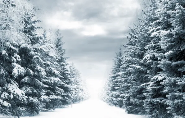 Winter, road, snow, trees, lights, Winter way
