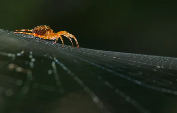 Picture macro, macro, nature, arthropoda, arachnids, Arachnid, spiderweb, real life