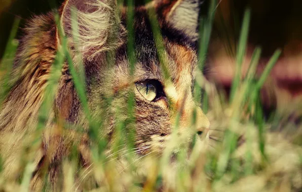Cat, grass, hunting, grass, tri-color, spotted
