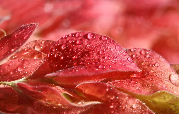 Autumn, leaves, water, drops, nature, Rosa, color