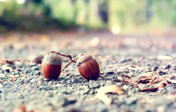 Macro, earth, blur, walnut, acorn
