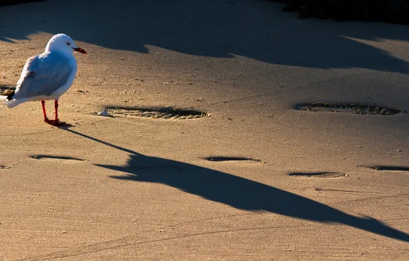 Sand, nature, bird, shadow