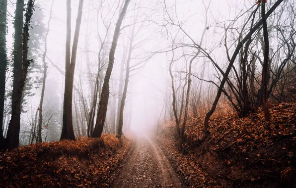 Picture road, forest, fog