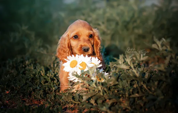 Flowers, chamomile, puppy, face, doggie, Ekaterina Kikot