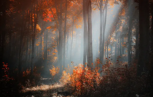 Picture autumn, forest, light, trees, the bushes, solar, Ildiko Neer
