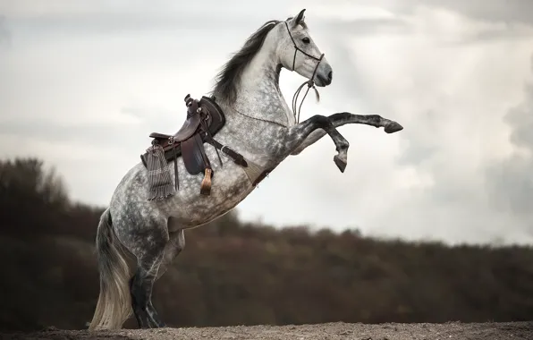Picture horse, background, nature