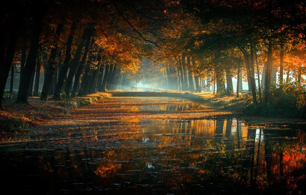 Autumn, forest, rays, light, trees, nature, fog, pond