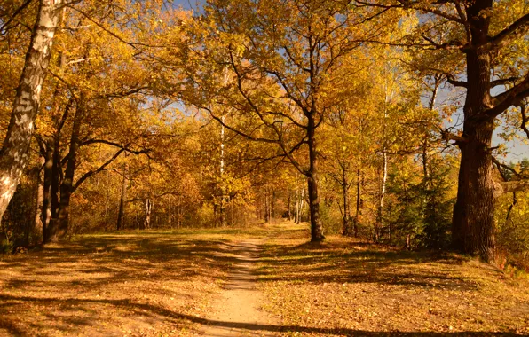 Autumn, Trees, Trail, Fall, Autumn, Golden autumn, Trees, Golden autumn