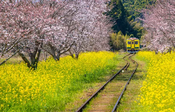 Flowers, cherry, Park, rails, train, yellow, garden, Sakura