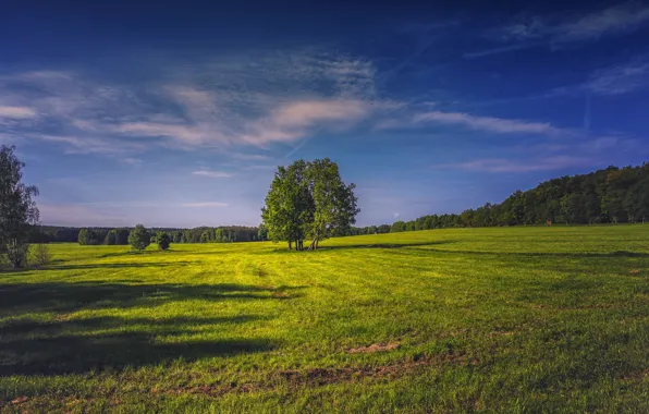 The sky, Field, Tree