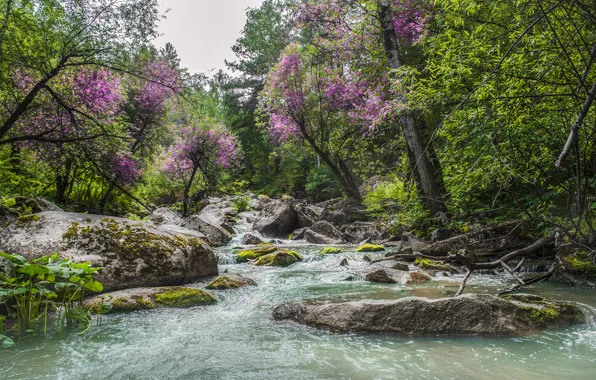 Greens, summer, the sky, water, trees, mountains, river, stones