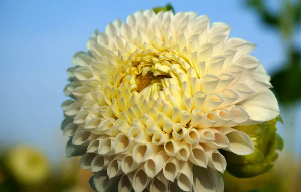 Flower, leaves, macro, background, petals, garden, white, Dahlia