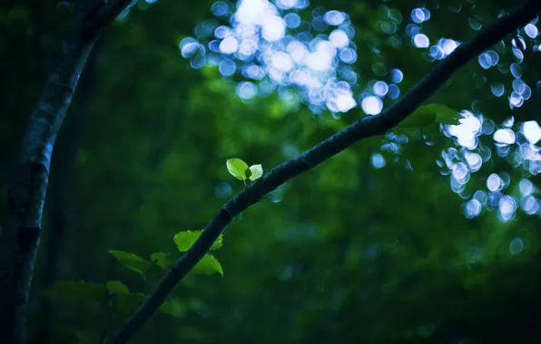 Picture greens, the sky, leaves, light, nature, sheet, green, glare