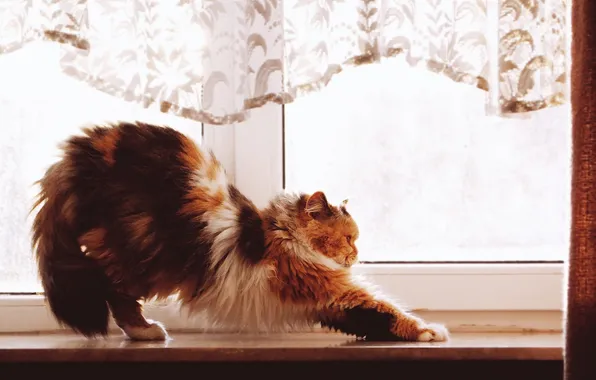 Picture animals, cats, Pets