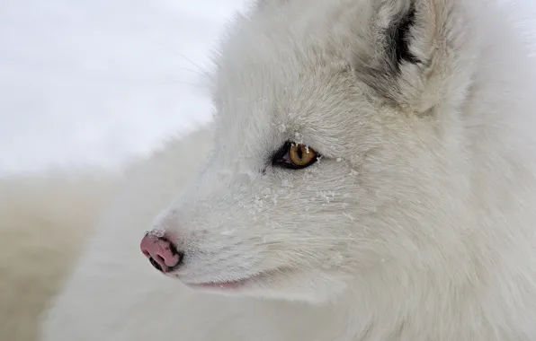White, eyes, snow, fur, Arctic fox