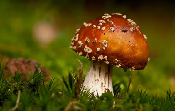 Macro, mushroom, moss, focus, mushroom, bokeh