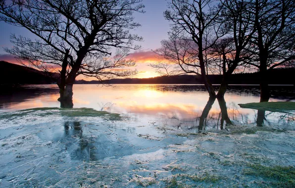 Ice, trees, sunset, lake, freezing