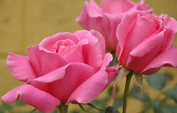 Picture background, roses, pink