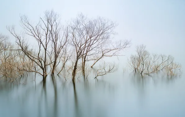 Picture water, trees, fog, pond
