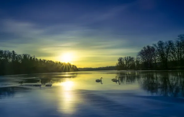 Picture winter, lake, swans