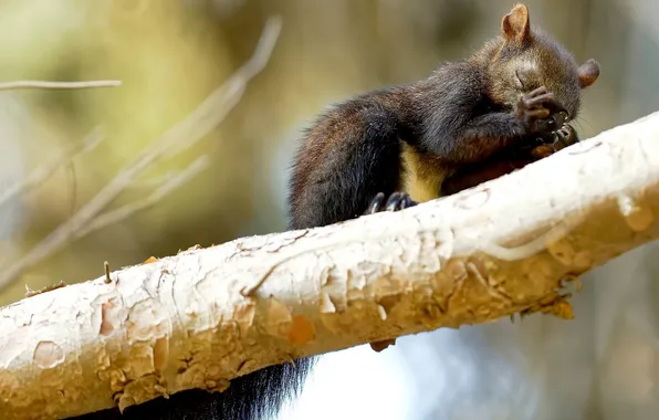 Pose, tree, legs, branch, protein, black, blurred background, closed eyes