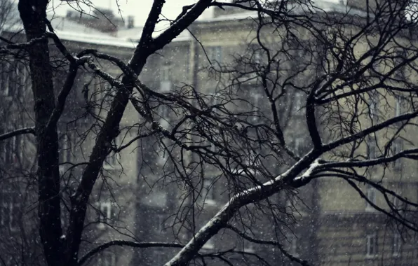 Snow, branches, mediocrity, home, Tree