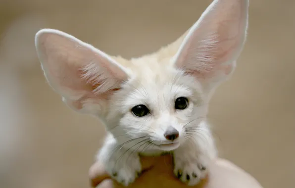 Look, face, ears, Fenech, brown long-eared bat