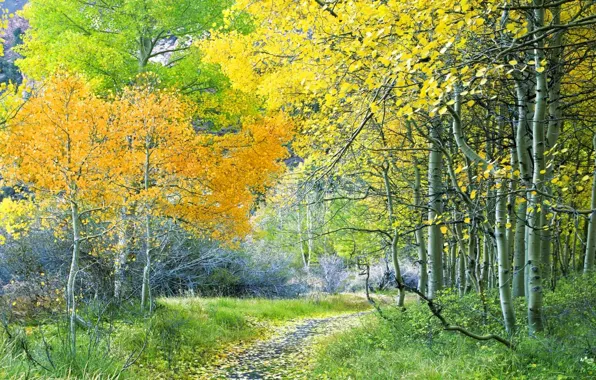 Picture road, autumn, forest, leaves, trees