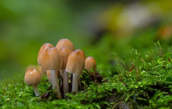 Forest, mushrooms, moss, bokeh