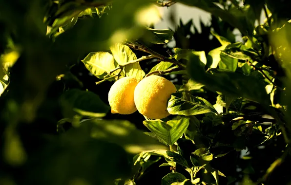 Picture greens, summer, leaves, light, trees, branches, nature, the dark background