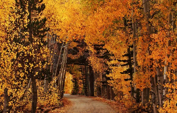 Picture road, autumn, forest, leaves