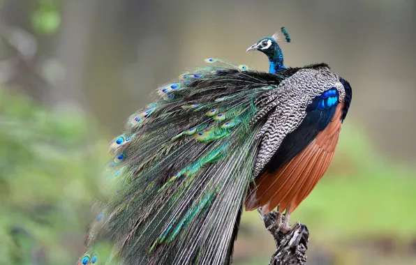 Bird, feathers, tail, peacock, bokeh