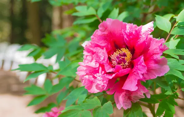 Flower, leaves, pink, spring, garden, bokeh, peonies, peony