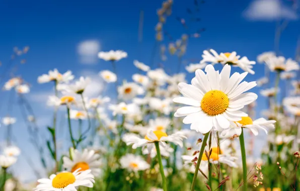 Field, flowers, chamomile, chamomile, field flowers