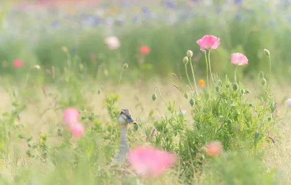 Picture field, grass, flowers, Maki, pink, duck